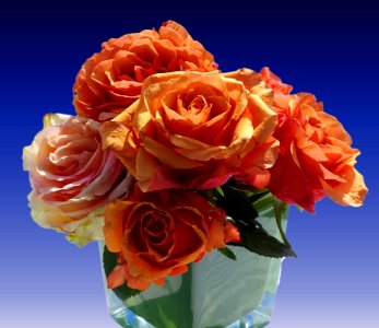 Rose Flower Garden Roses Cut Flowers