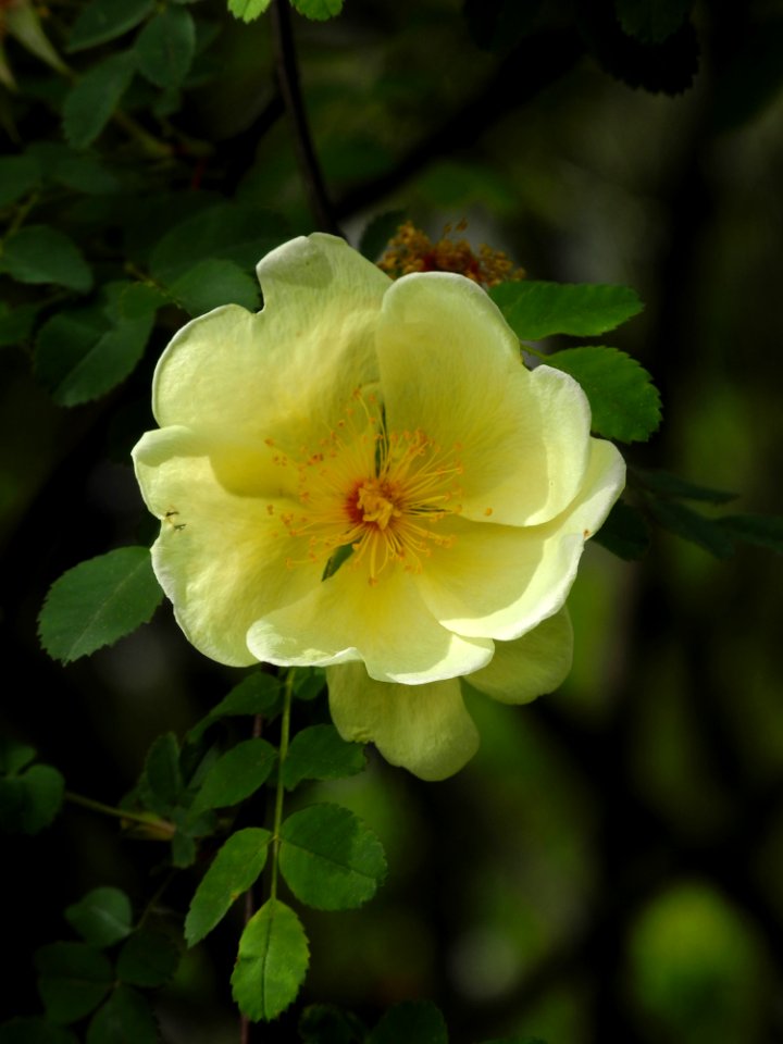 Flower Rose Family Yellow Plant