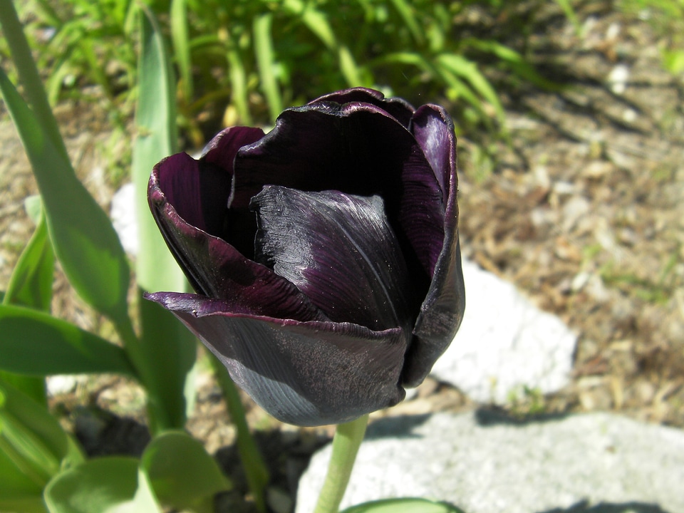Flowers bloom blooming