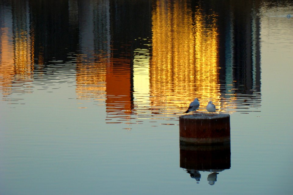 Reflection Water Calm Tree