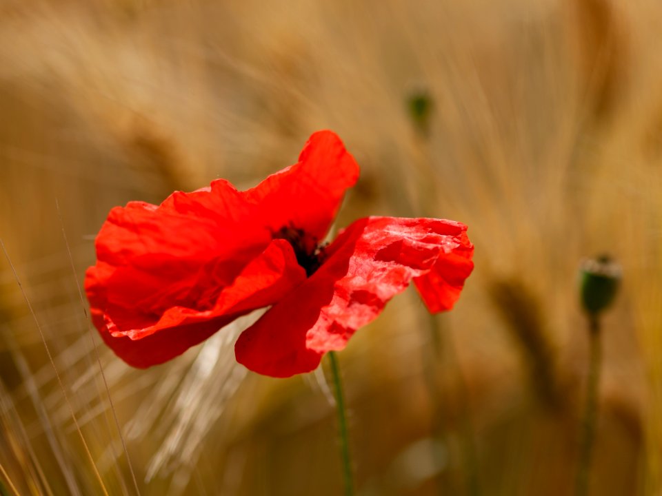 Flower Red Wildflower Flora