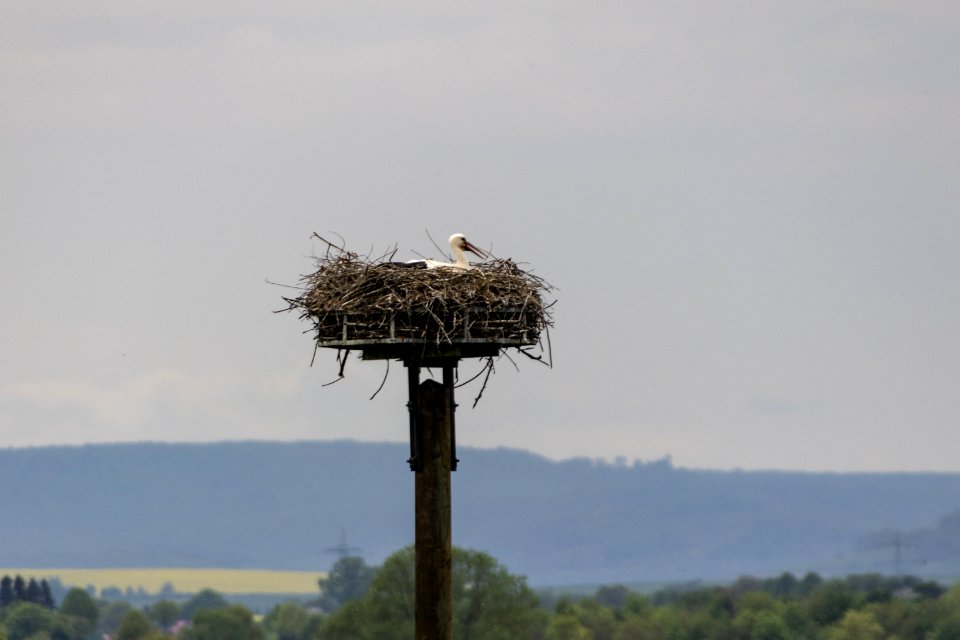Bird Stork Ciconiiformes Sky