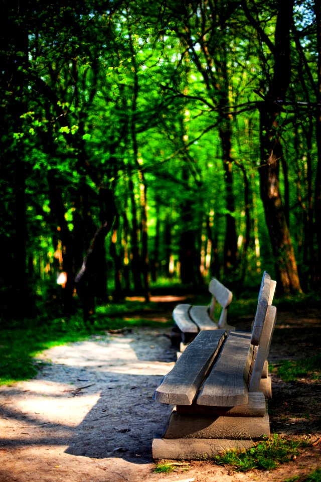 Green Nature Tree Woodland
