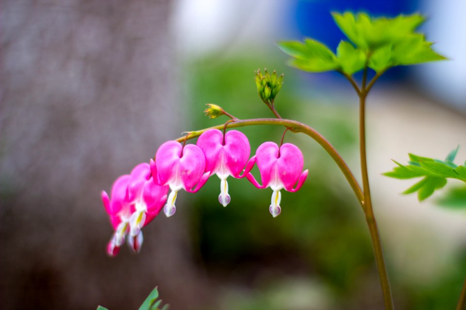 Flower Flora Pink Plant