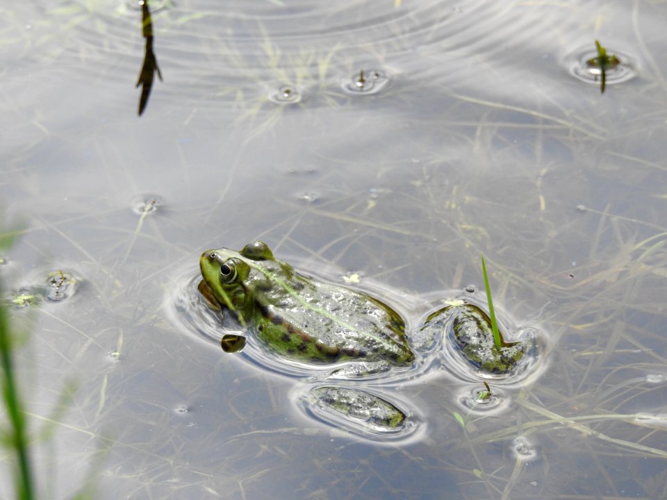 Water Organism Amphibian