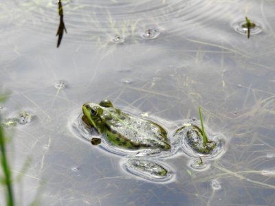 Water Organism Amphibian