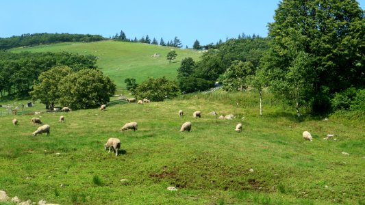 Grassland Pasture Herd Grazing