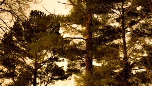 Tree Branch Sky Sunlight photo