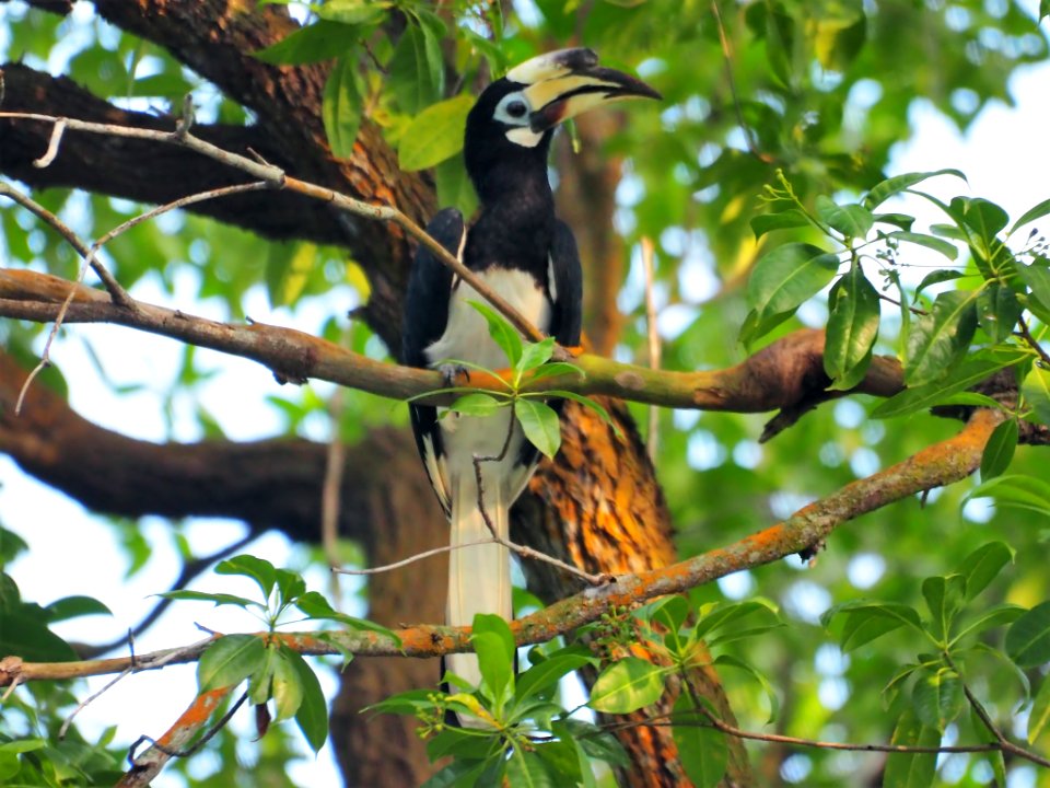 Bird Fauna Beak Ecosystem