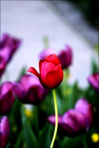 Flower Pink Tulip Flowering Plant