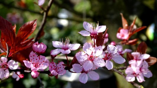 Flower Plant Flora Spring