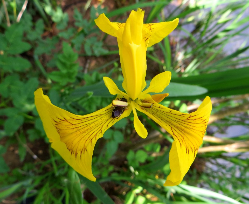 Flower Plant Yellow Flowering Plant