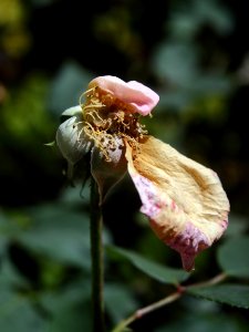 Flower Plant Flora Spring photo