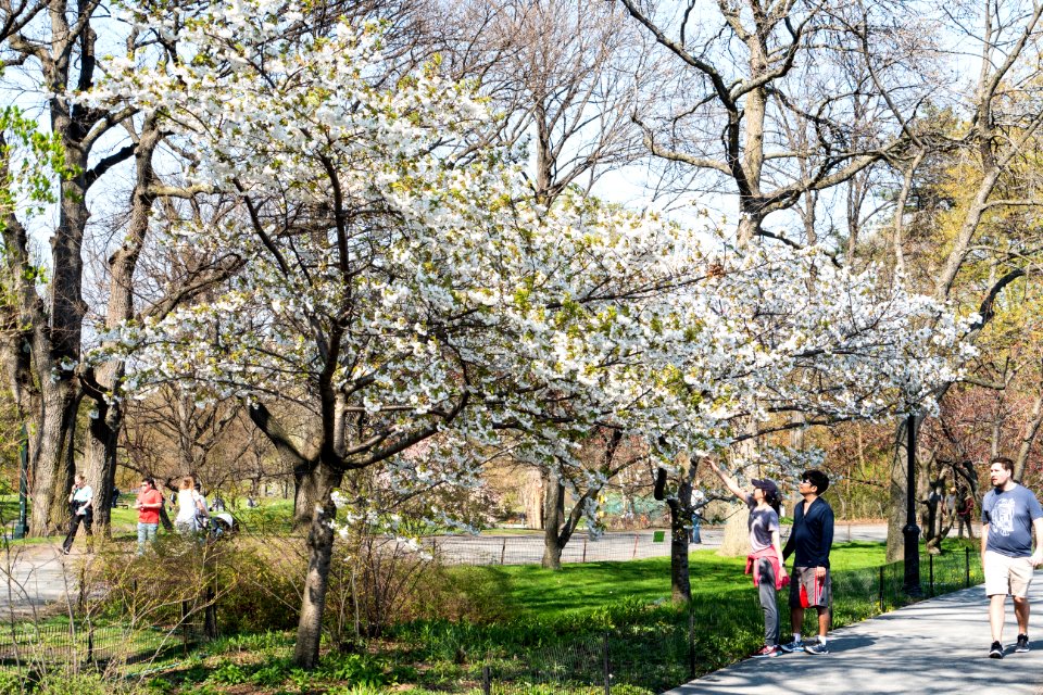 Flower Plant Tree Spring