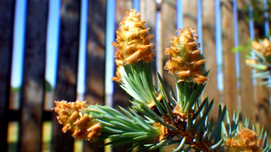 Pine Family Conifer Spruce Tree photo