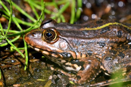 Amphibian Ranidae Toad Frog photo