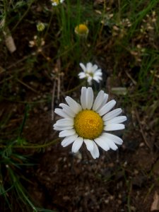 Flower Oxeye Daisy Chamaemelum Nobile Flora
