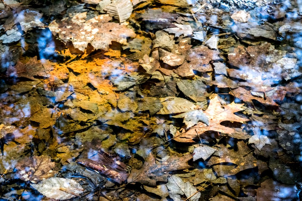 Water Rock Leaf Geology