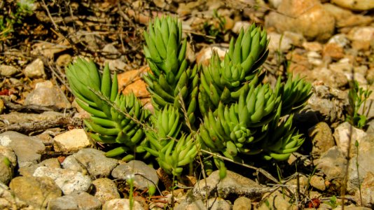 Plant Vegetation Flora Grass