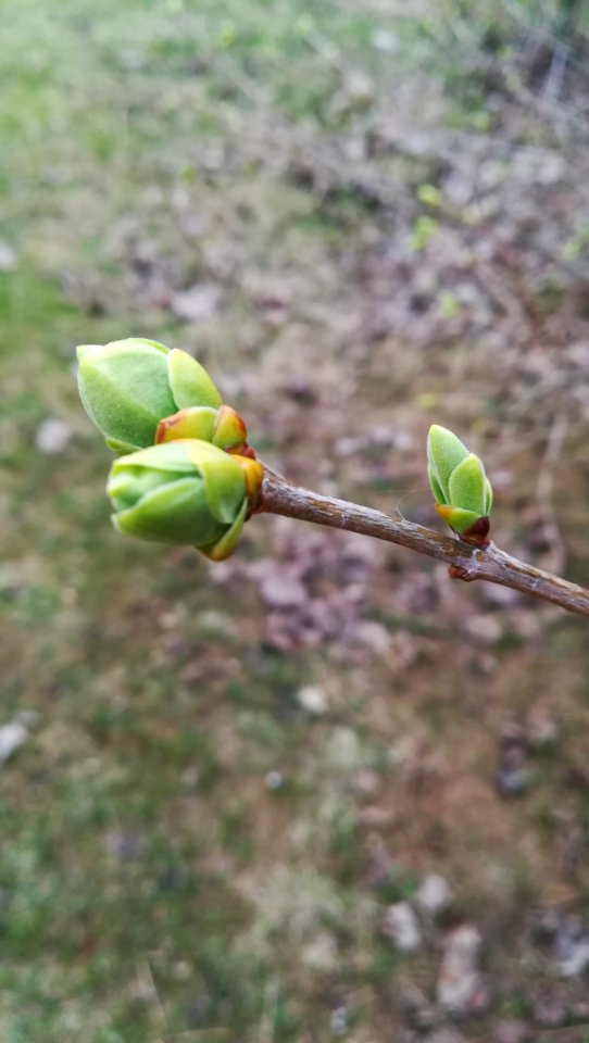 Flora Bud Plant Leaf