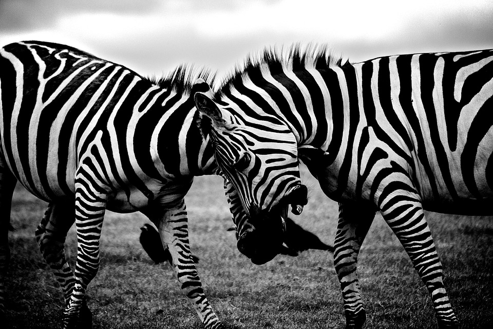 Africa wildlife nature