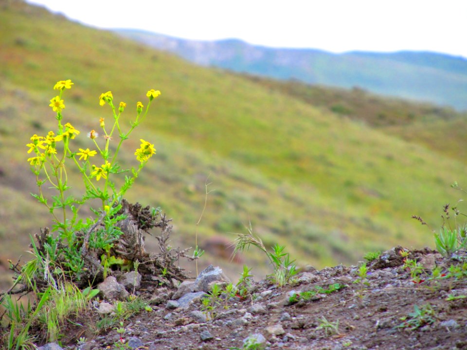 Ecosystem Vegetation Shrubland Flora