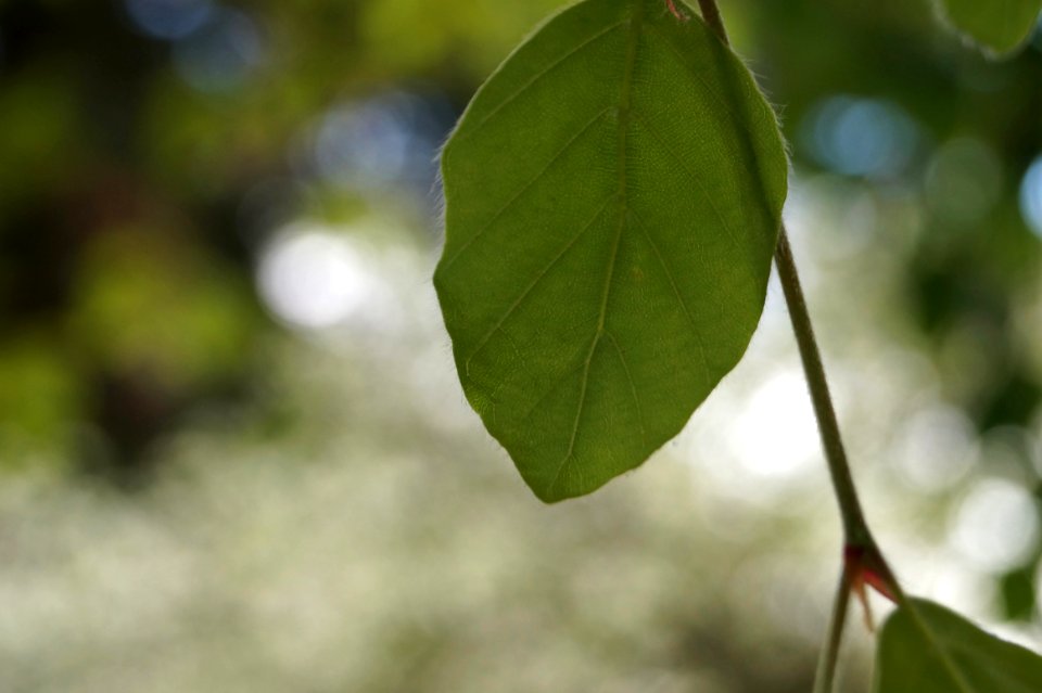 Leaf Plant Branch Twig photo