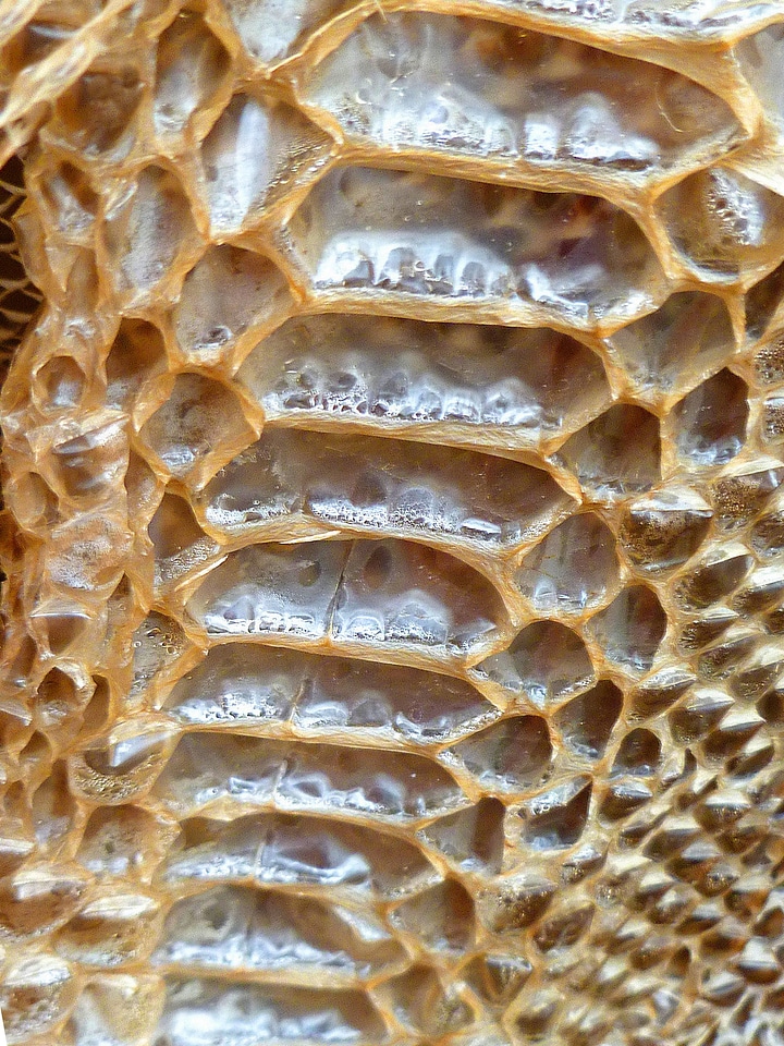 Dried shedding texture