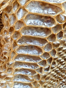 Dried shedding texture