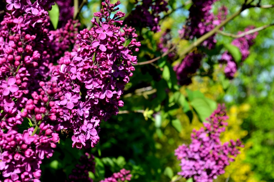 Flower Plant Purple Lilac