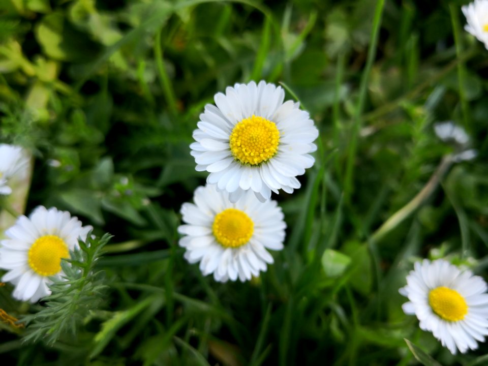 Flower Chamaemelum Nobile Plant Flora
