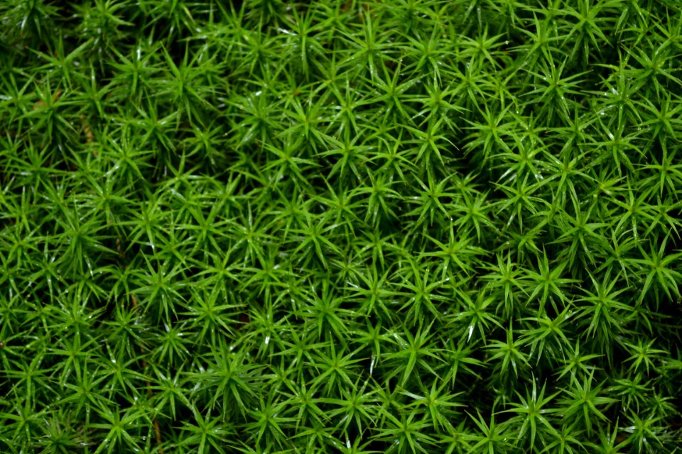 Plant Vegetation Grass Non Vascular Land Plant