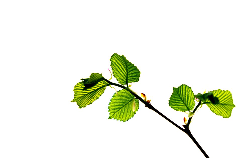 Leaf Branch Tree Plant