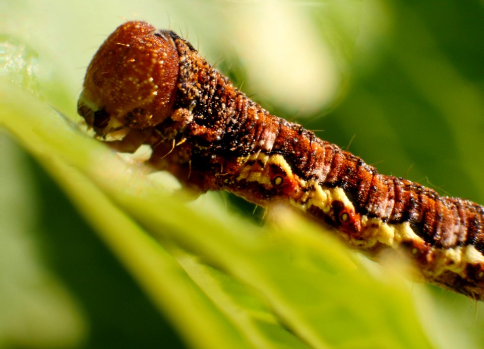 Caterpillar Larva Insect Macro Photography
