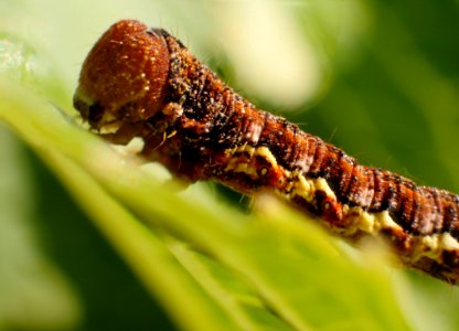Caterpillar Larva Insect Macro Photography photo
