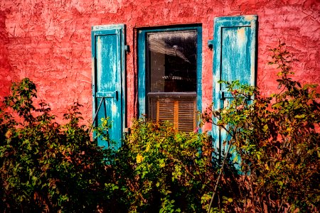 Blue Wall Window Tree photo