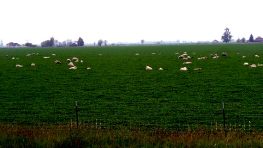 Grassland Pasture Field Ecosystem