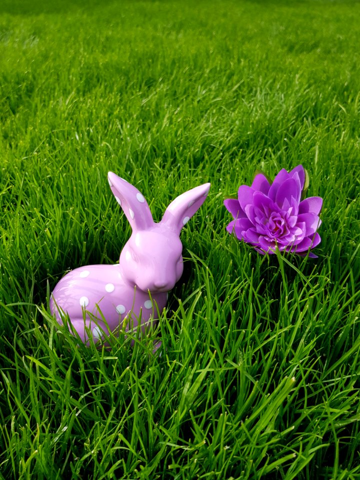 Grass Plant Purple Meadow