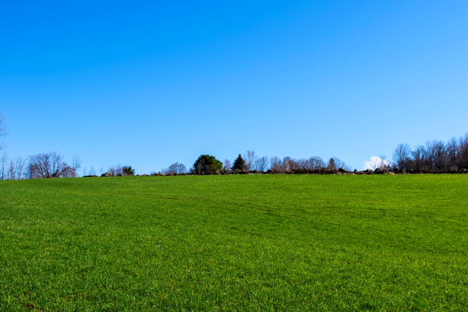 Sky Grassland Field Meadow