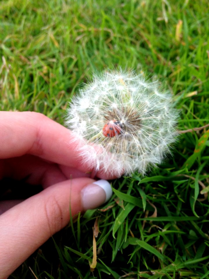 Dandelion Grass Plant Flower