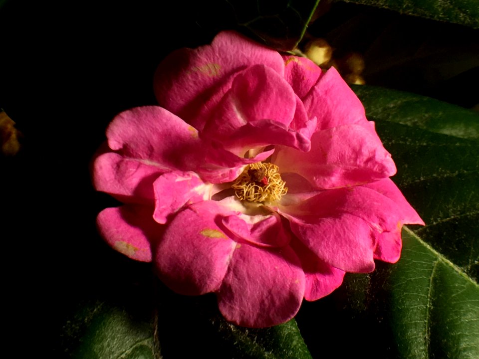 Flower Pink Flowering Plant Rose Family