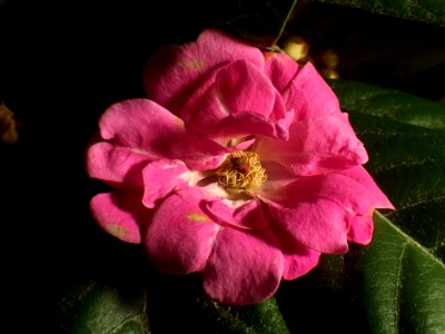 Flower Pink Flowering Plant Rose Family