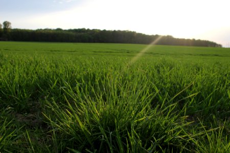 Field Crop Grassland Grass