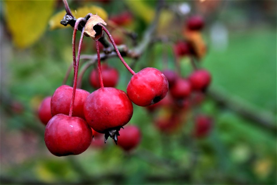 Fruit Cherry Berry Rowan