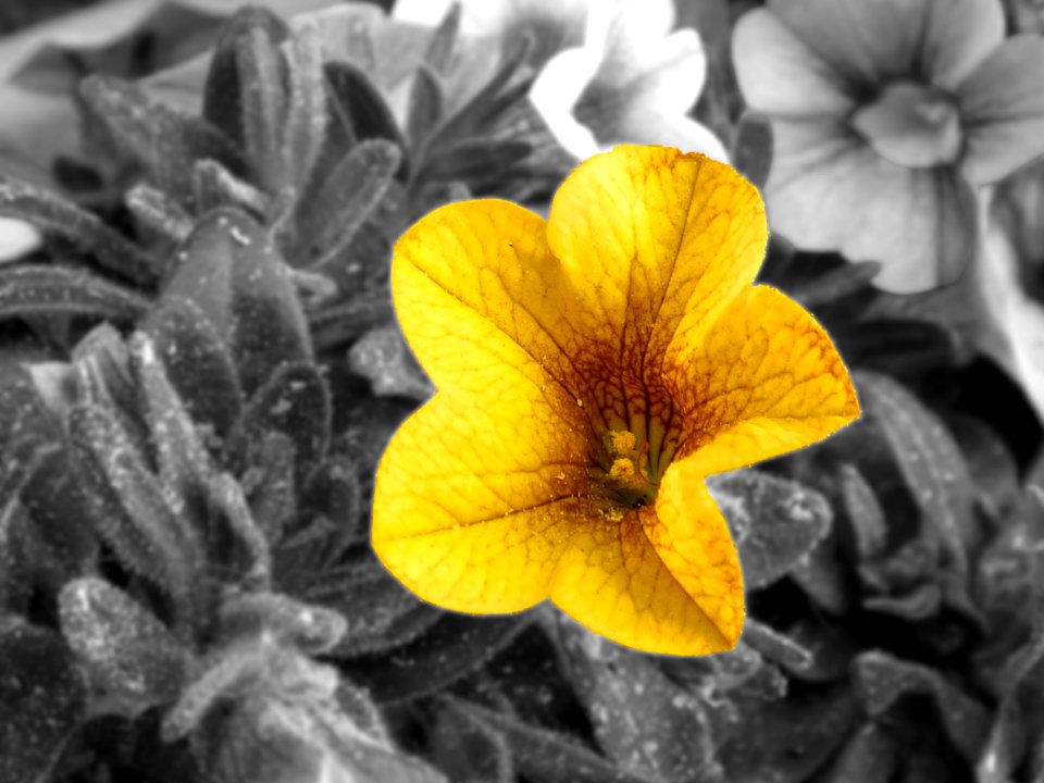 Flower Yellow Flora Close Up