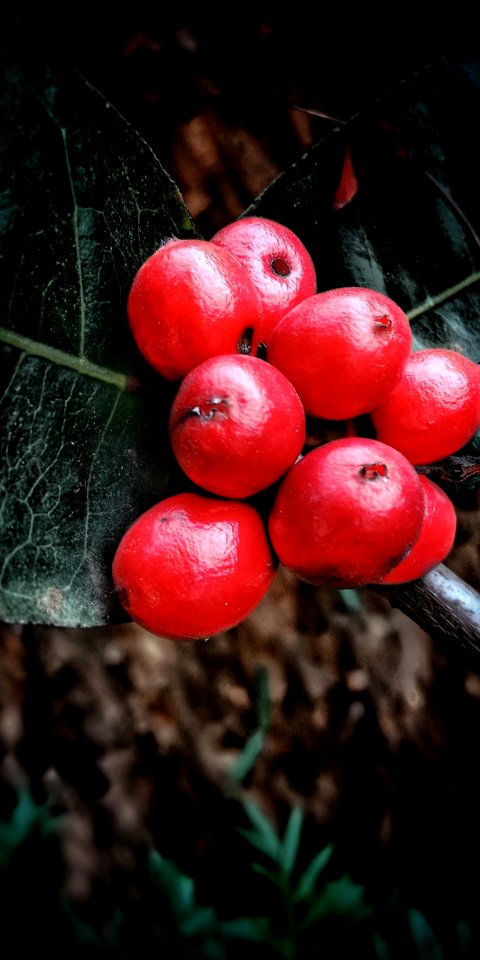 Berry Close Up Fruit Lingonberry
