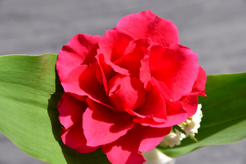 Flower Plant Flowering Plant Rose Family