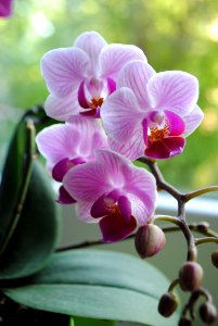 Flower Flowering Plant Pink Plant