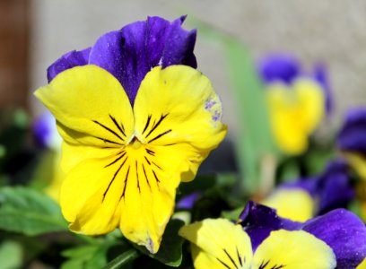 Flower Yellow Flora Pansy