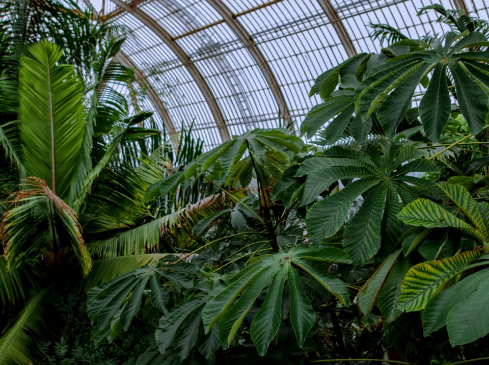 Plant Vegetation Leaf Tree